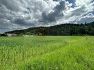 POLECAMY! 113G Gołkowice Dolne gmina Stary Sącz, działka mie - 5