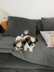 Szczeniaki shih tzu - 10