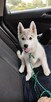 Husky Siberian ZkwP FCI - 1
