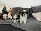 Szczeniaki shih tzu - 2