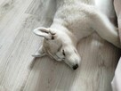 Husky Siberian ZkwP FCI - 4