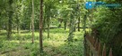 Podkowa Leśna# działka o pow. 2310m2#Starodrzew - 1
