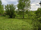 Działka ROD Hortensja Kielce/ Wola Kopcowa - 7