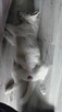 Husky Siberian ZkwP FCI - 6