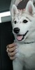 Husky Siberian ZkwP FCI - 5
