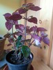 Achimenes -sadzonki - 5