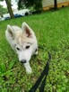 Husky Siberian ZkwP FCI - 3