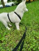 Husky Siberian ZkwP FCI - 2