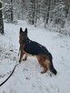 Szczeniaki owczarka niemieckiego - 7