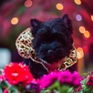 York Piękna Zosia Black Yorkshire Terrier czarna. - 4