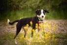 Uroczy Feniks poleca się do adopcji - 3