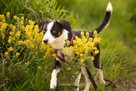 Uroczy Feniks poleca się do adopcji - 2