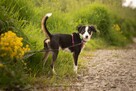Uroczy Feniks poleca się do adopcji - 8