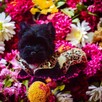York Piękna Zosia Black Yorkshire Terrier czarna. - 6