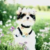 York Biewer Yorkshire Terrier prawdziwy mini mini Luxusowy. - 9