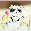 York Biewer Yorkshire Terrier prawdziwy mini mini Luxusowy. - 2