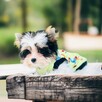 York Biewer Yorkshire Terrier prawdziwy mini mini Luxusowy. - 3