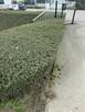 Koszenie trawy i żywopłotów – Lublin i okolice, faktura - 8