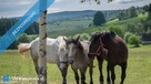 Sprzedam piekna posiadlosc obok Polanicy-Zdroju-GORY-SUDETY - 7
