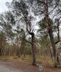Działka budowlana Józefów Michalin, - 2