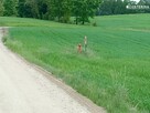 Działka budowlana Stary Barkoczyn gm. Nowa Karczma - 9