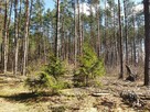 Działka leśna Augustowo gm. Bielsk Podlaski, - 3