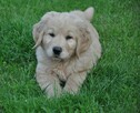Golden retriever - 6