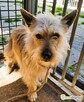 FIKUŚ – mały, delikatny psiak w schronisku, ADOPTUJ - 3