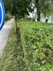 Koszenie trawy i żywopłotów – Lublin i okolice, faktura - 6