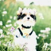 York Biewer Yorkshire Terrier prawdziwy mini mini Luxusowy. - 4