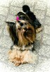 York Piękna Zosia Black Yorkshire Terrier czarna. - 8