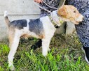 PAGO - foxterrier szorstkowłosy szuka domu - 3