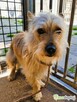 FIKUŚ – mały, delikatny psiak w schronisku, ADOPTUJ - 2