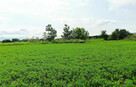 Działki budowlane Łapiguz - 6