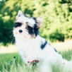 York Biewer Yorkshire Terrier prawdziwy mini mini Luxusowy. - 8