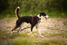 Uroczy Feniks poleca się do adopcji - 7