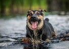 Wielkoduszna Sara bardzo prosi o dom - pokochaj ją - 13