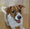Szczeniaki Jack Russell terrier - 6