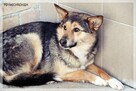 Nuka – potrzebuje doświadczonego opiekuna… potrzebuje pomocy - 2