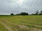 Nowa Huta Kościelniki działki rekreacyjne od 8 ar do 30 ar. - 4