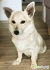 MISIA – nieduża, cudowna sunia szuka domu! - 3