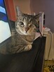 Kocia jednooczka szuka domku - 4
