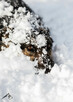 Leo uwielbia ludzi. Zostaniesz jego człowiekiem? :) - 3
