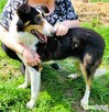 BOGUŚ - kochany psiak w typie szkocki collie szuka domu - 3