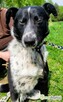 FELIKS - super psiak w typie border collie do adopcji - 3