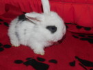 Mini lop białe - 4