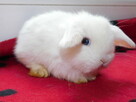 Mini lop białe - 9
