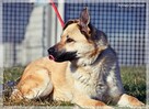 Frytka – uśmiechnięta od klapniętego ucha do ogona - 3