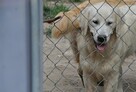 Golden retriever 9 miesięczne - 5