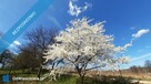 Dom z działką 10ar gotowy do zamieszkania od zaraz. Krzeszowice koło Krakowa. - 12